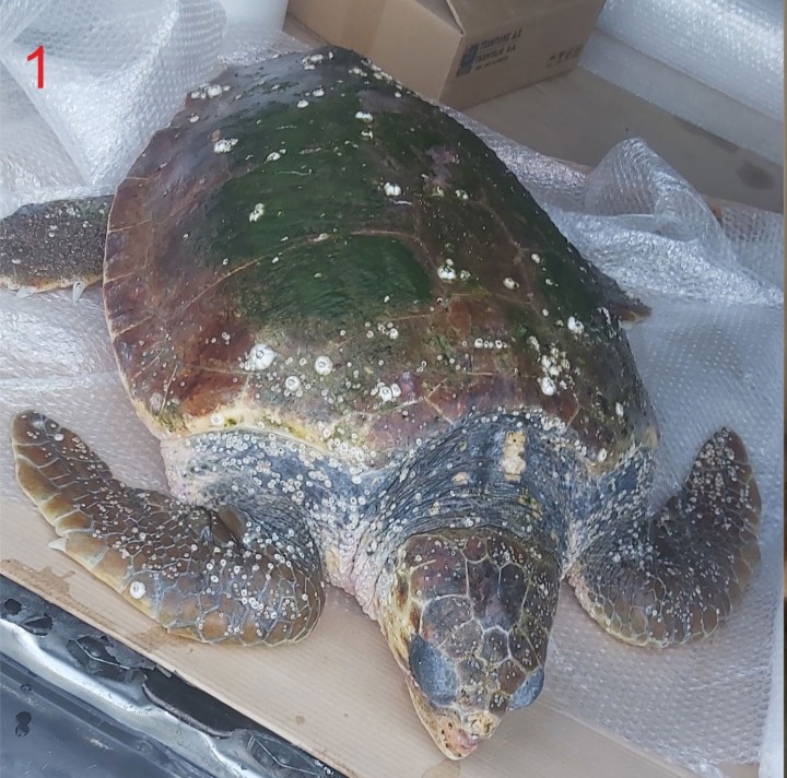 Μεταφορά από Λιβάδι Καλογήρων στον εκθεσιακό χώρο enpatmoxylo