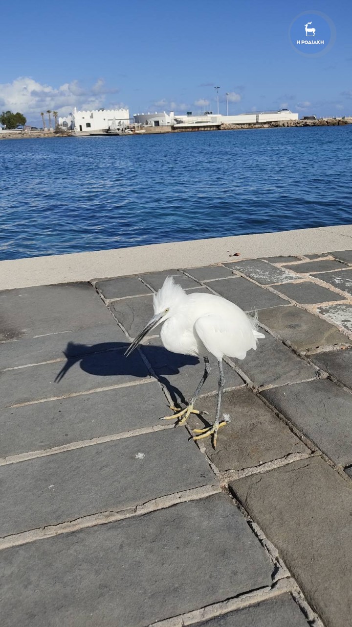 ΦΩΤΟ ΑΛΕΞ. ΛΥΚΟΠΑΝΤΗΣ