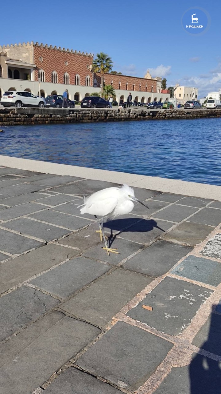 ΦΩΤΟ ΑΛΕΞ. ΛΥΚΟΠΑΝΤΗΣ
