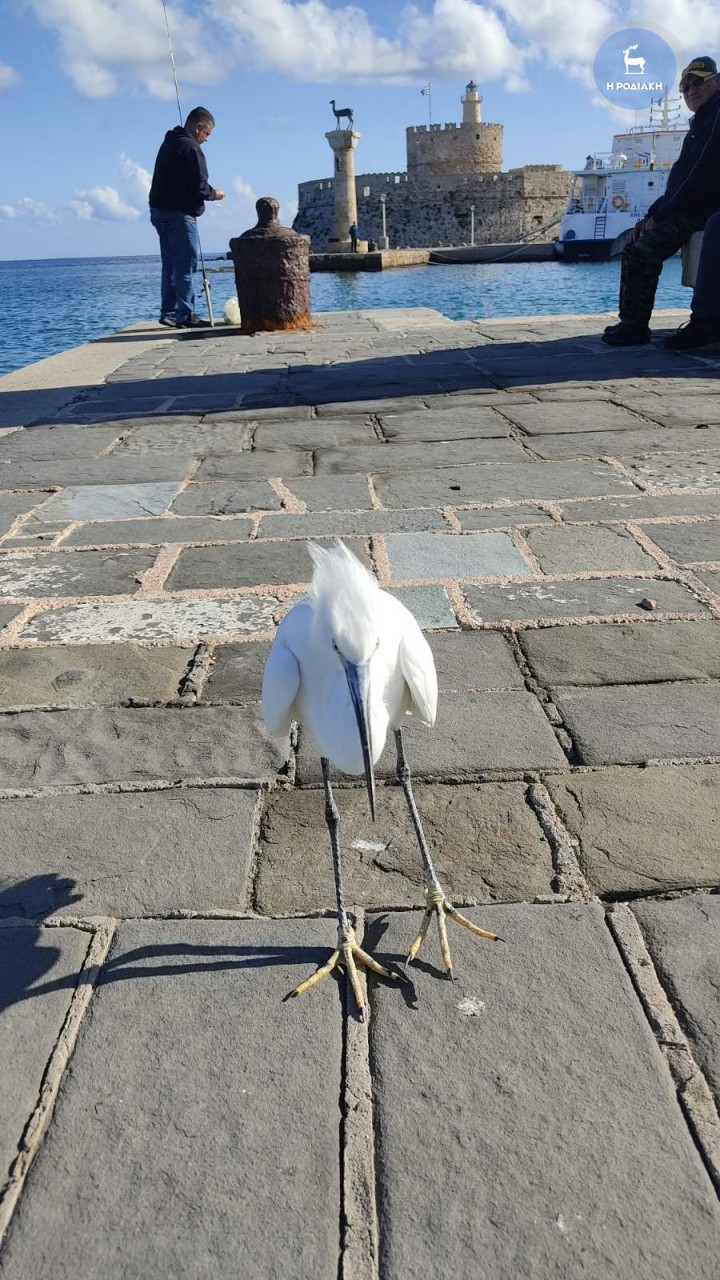 ΦΩΤΟ ΑΛΕΞ. ΛΥΚΟΠΑΝΤΗΣ