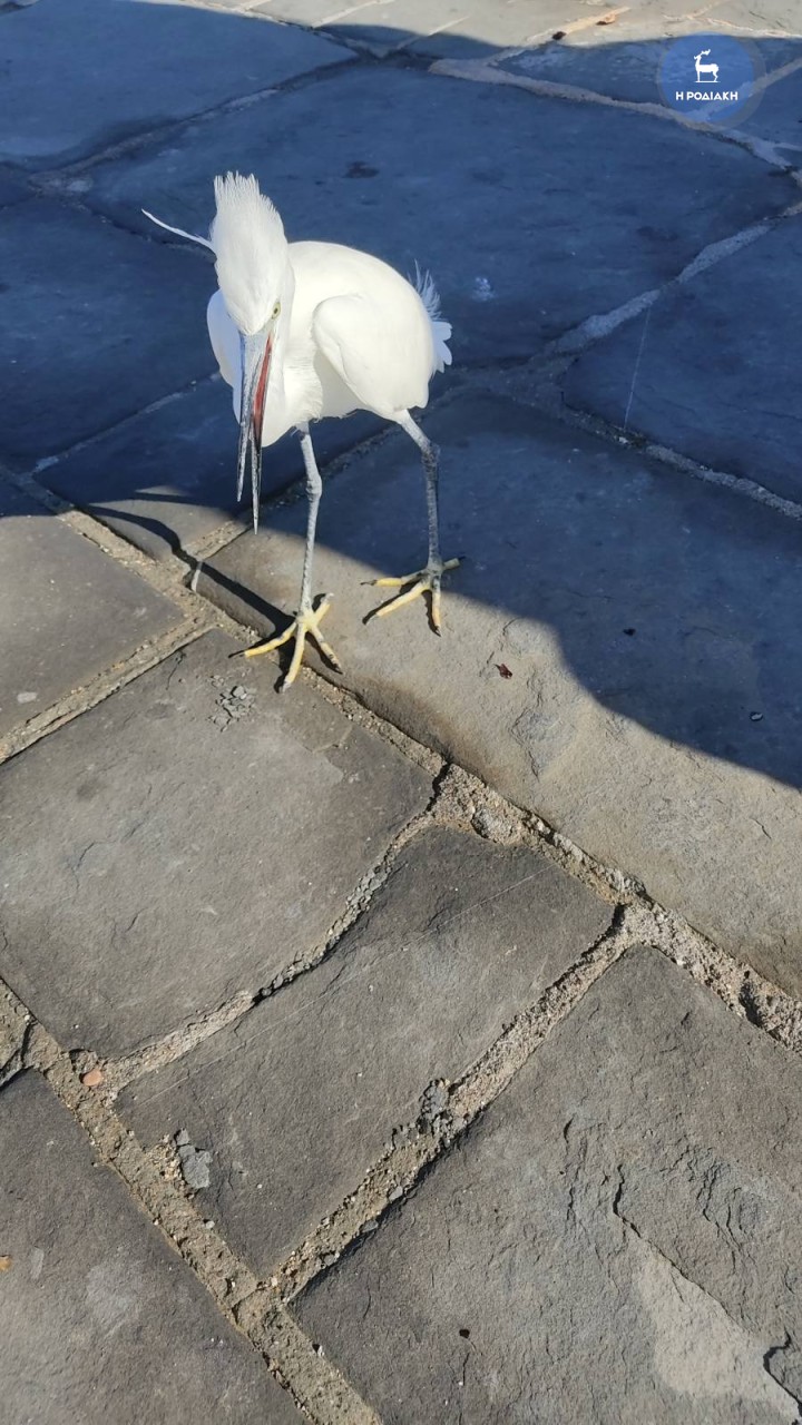 ΦΩΤΟ ΑΛΕΞ. ΛΥΚΟΠΑΝΤΗΣ