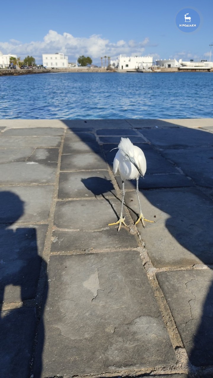 ΦΩΤΟ ΑΛΕΞ. ΛΥΚΟΠΑΝΤΗΣ