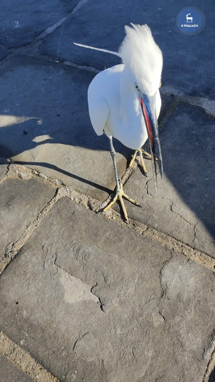 ΦΩΤΟ ΑΛΕΞ. ΛΥΚΟΠΑΝΤΗΣ