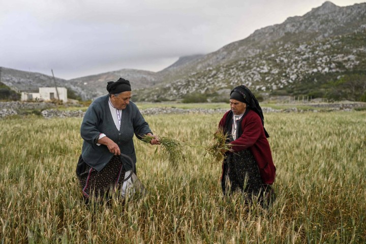Η Άννα Λεντάκη στο χωράφι της στην Αυλώνα, κοντά στην Όλυμπο