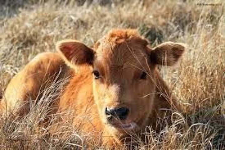 Σφάξαμε το μοσχάρι μας και το πουλήσαμε, αλλά μας πρόδωσαν στη Finanza. We butchered our calf and sold it, but they betrayed us to Finanza.