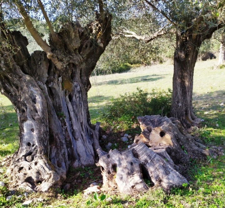 Υπεραιωνόβια ελιά στο Βάτι