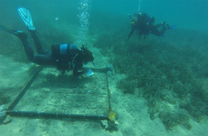 Η καινοτόμος δράση φύτευσης μέσω της χρήσης σπόρων εφαρμόστηκε για πρώτη φορά στις ελληνικές θάλασσες