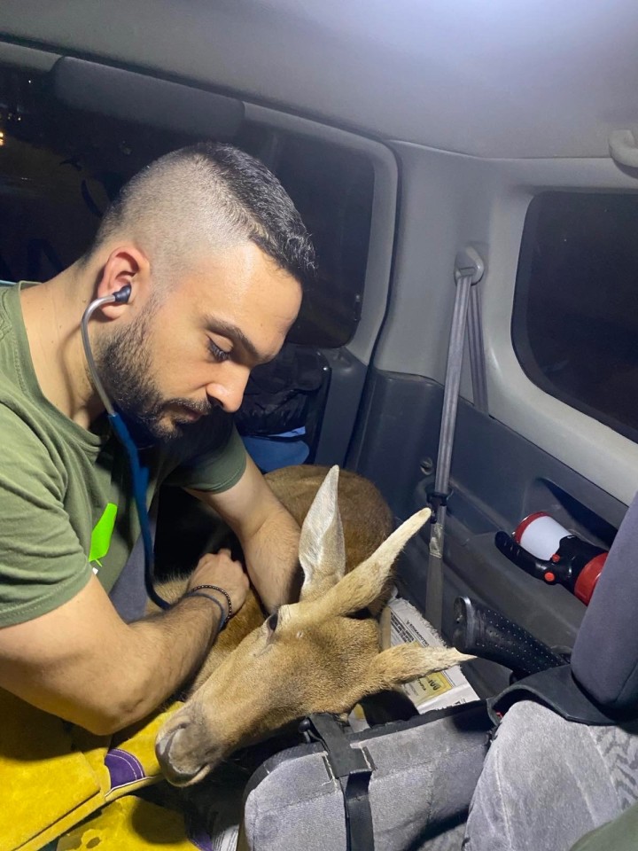 Το ελάφι μαζί με τον κ. Μαρκάκη κατά τη μεταφορά του από το ξενοδοχείο όπου εντοπίστηκε σε ασφαλή χώρο στη Ρόδο, ώστε να του γίνουν οι πρώτες εξετάσεις. 