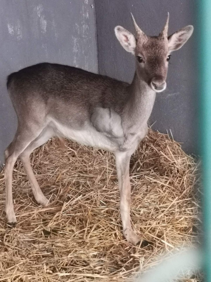 Το ακρωτηριασμένο ελάφι στον χώρο φιλοξενίας του, το Αττικό ζωολογικό πάρκο. 