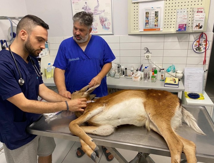 Οι κτηνίατροι Γρηγόρης Μαρκάκης και Παναγιώτης Μαργιές εξετάζουν το χτυπημένο ελάφι στη Ρόδο, πριν αναχωρήσει για Αθήνα. 