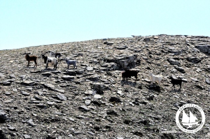 Αξιοσημείωτο είναι ότι, ενώ επί χιλιάδες χρόνια και έως και πριν λίγες δεκαετίες, οι μικρές νησίδες, όχι μόνο κατοικούνταν, αλλά εκεί παρήγαγαν και εμπορευόντουσαν προϊόντα, στις μέρες μας, όχι μόνο δεν υπάρχει πρωτογενής παραγωγή, αλλά έχουμε επιδοθεί στην ολική καταστροφή τους.