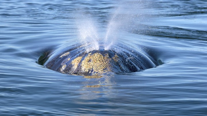 Φωτ. Shutterstock