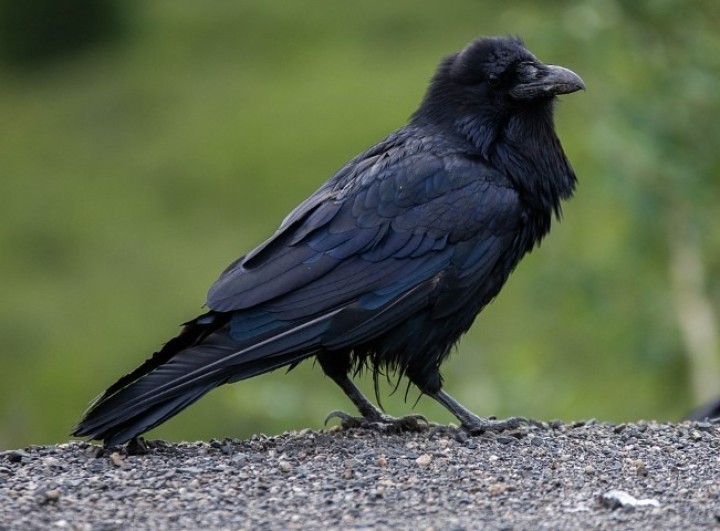 Κόρακας. Crow.