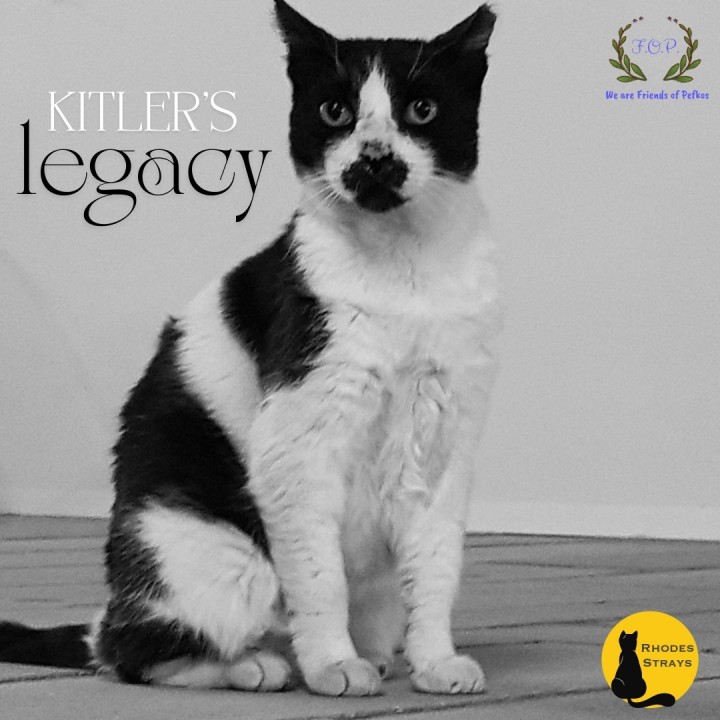 «Η κληρονομιά του Kitler», λέει η αφίσα, αφού ο αξιαγάπητος γάτος έγινε σύμβολο για τη συμπεριφορά μας στ’ αδέσποτα